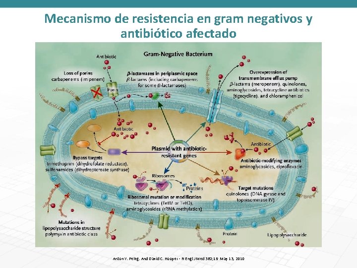Mecanismo de resistencia en gram negativos y antibiótico afectado Anton Y. Peleg. And David