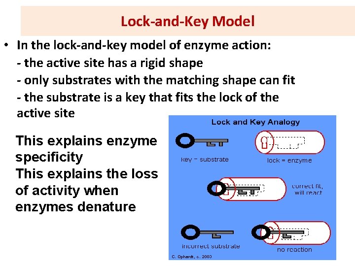 Lock-and-Key Model • In the lock-and-key model of enzyme action: - the active site