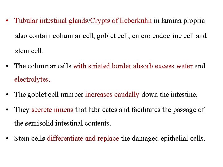  • Tubular intestinal glands/Crypts of lieberkuhn in lamina propria also contain columnar cell,