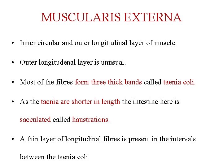 MUSCULARIS EXTERNA • Inner circular and outer longitudinal layer of muscle. • Outer longitudenal