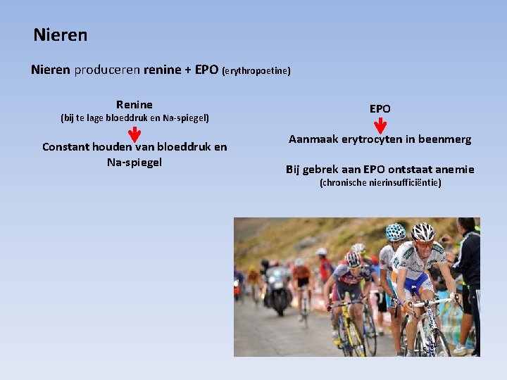 Nieren produceren renine + EPO (erythropoetine) Renine (bij te lage bloeddruk en Na-spiegel) Constant