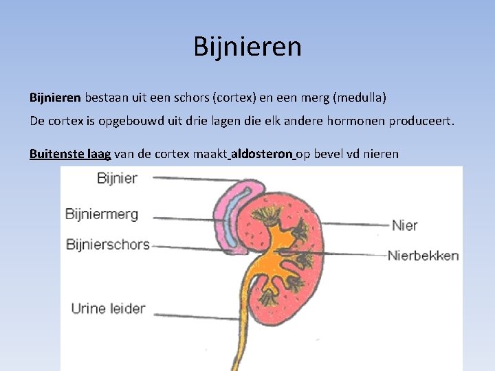 Bijnieren bestaan uit een schors (cortex) en een merg (medulla) De cortex is opgebouwd