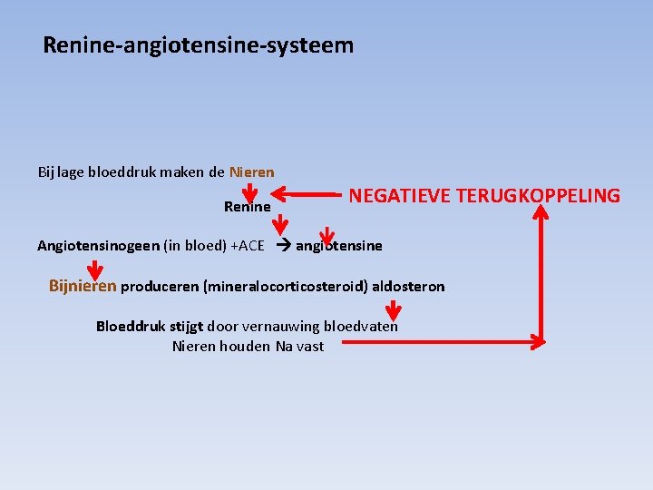 Renine-angiotensine-systeem Bij lage bloeddruk maken de Nieren Renine NEGATIEVE TERUGKOPPELING Angiotensinogeen (in bloed) +ACE