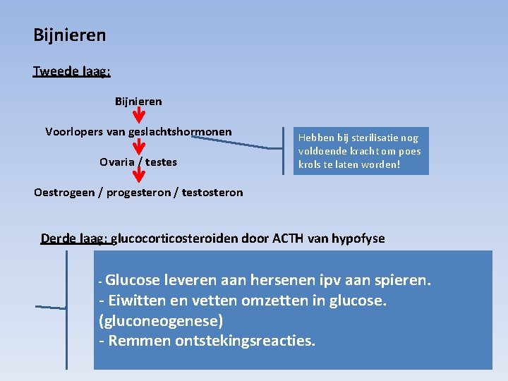 Bijnieren Tweede laag: Bijnieren Voorlopers van geslachtshormonen Ovaria / testes Hebben bij sterilisatie nog