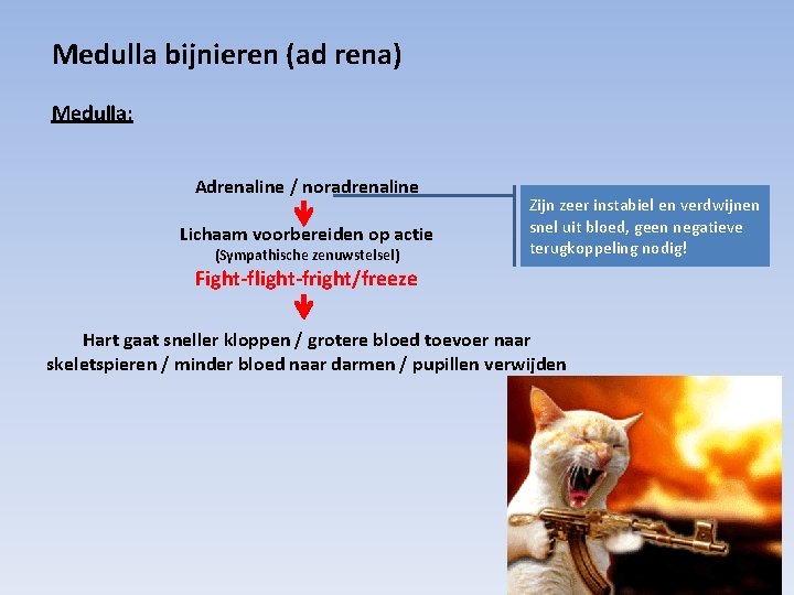 Medulla bijnieren (ad rena) Medulla: Adrenaline / noradrenaline Lichaam voorbereiden op actie (Sympathische zenuwstelsel)