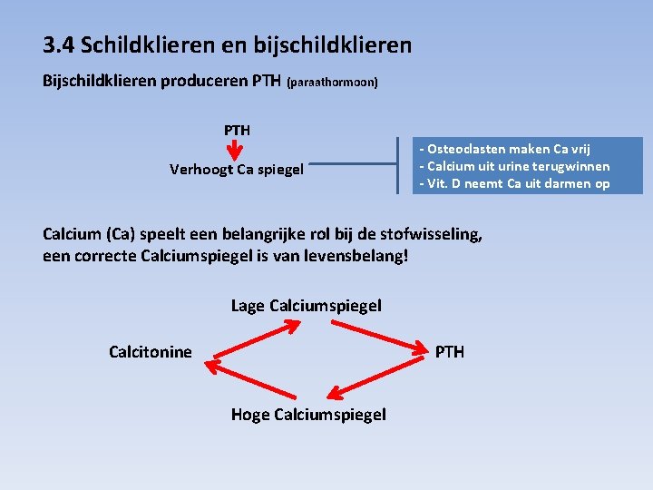 3. 4 Schildklieren en bijschildklieren Bijschildklieren produceren PTH (paraathormoon) PTH Verhoogt Ca spiegel -