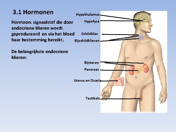 3. 1 Hormonen Hypothalamus Hypofyse Hormoon: signaalstof die door endocriene klieren wordt geproduceerd en