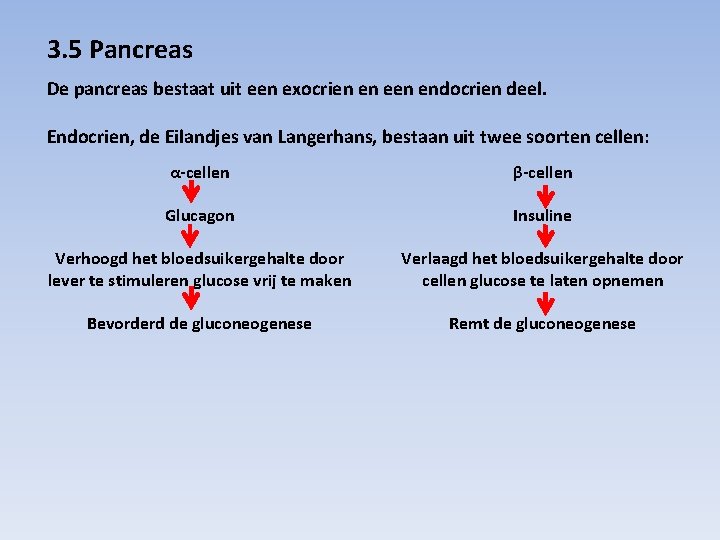 3. 5 Pancreas De pancreas bestaat uit een exocrien en endocrien deel. Endocrien, de