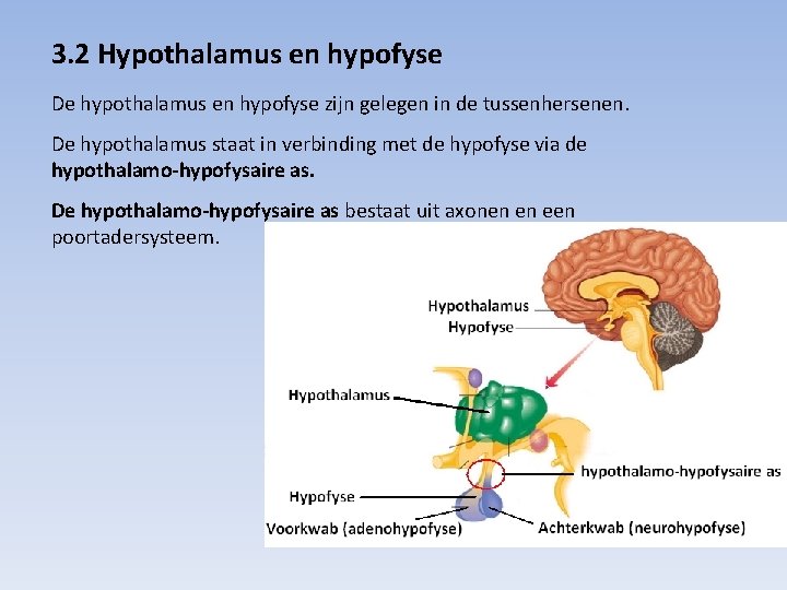 3. 2 Hypothalamus en hypofyse De hypothalamus en hypofyse zijn gelegen in de tussenhersenen.