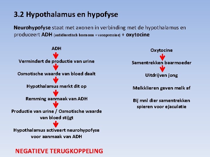 3. 2 Hypothalamus en hypofyse Neurohypofyse staat met axonen in verbinding met de hypothalamus