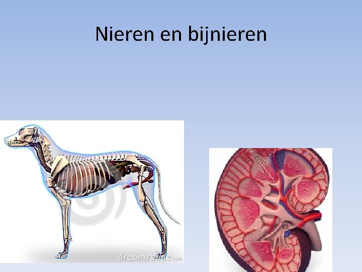 Nieren en bijnieren 