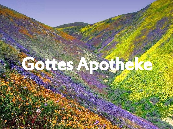 Gottes Apotheke 