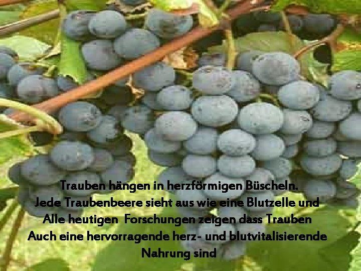 Trauben hängen in herzförmigen Büscheln. Jede Traubenbeere sieht aus wie eine Blutzelle und Alle