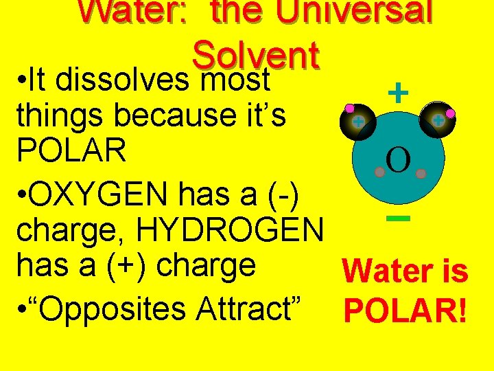 Water: the Universal Solvent • It dissolves most things because it’s POLAR O •