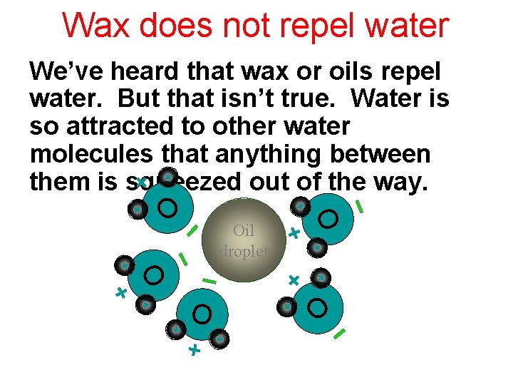 Wax does not repel water O Oil droplet O O We’ve heard that wax