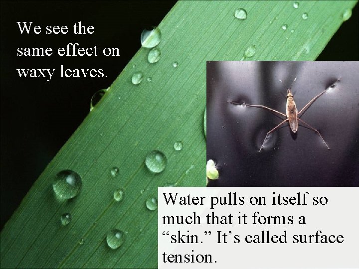 We see the same effect on waxy leaves. Water pulls on itself so much