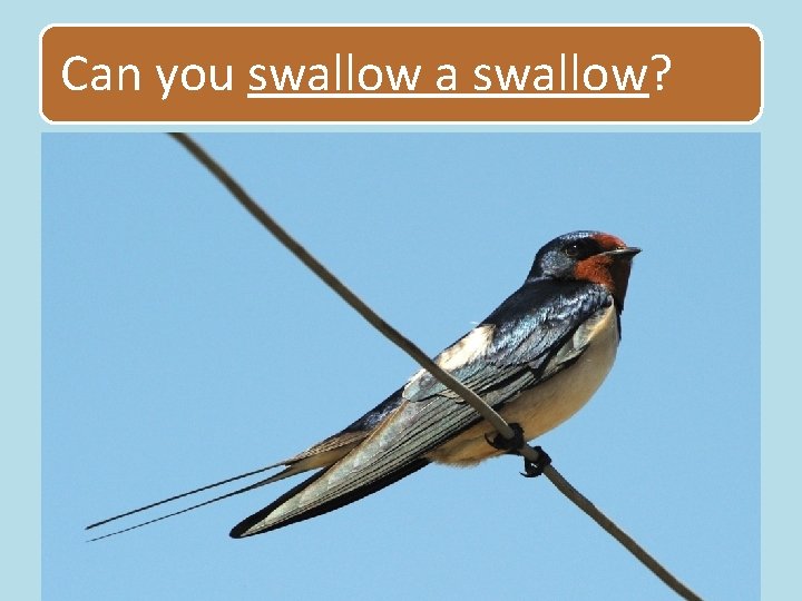 Can you swallow a swallow? 