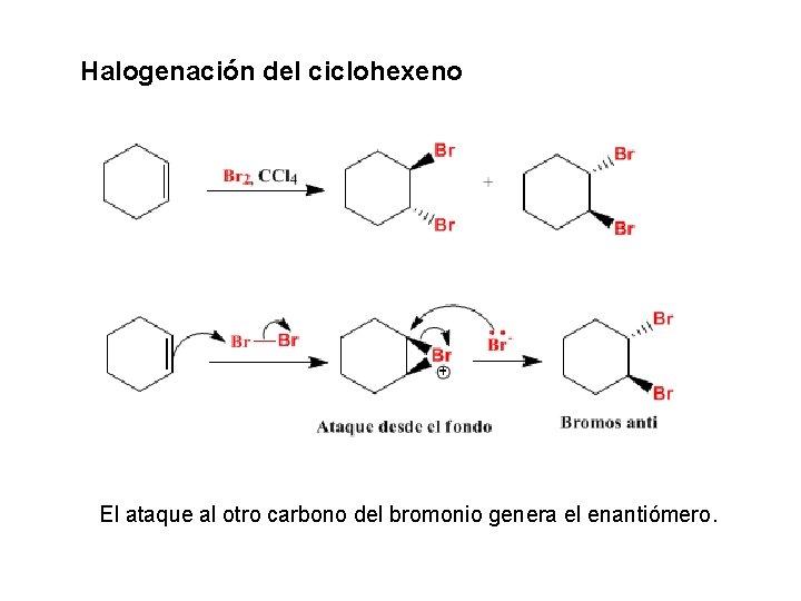 Halogenación del ciclohexeno El ataque al otro carbono del bromonio genera el enantiómero. 