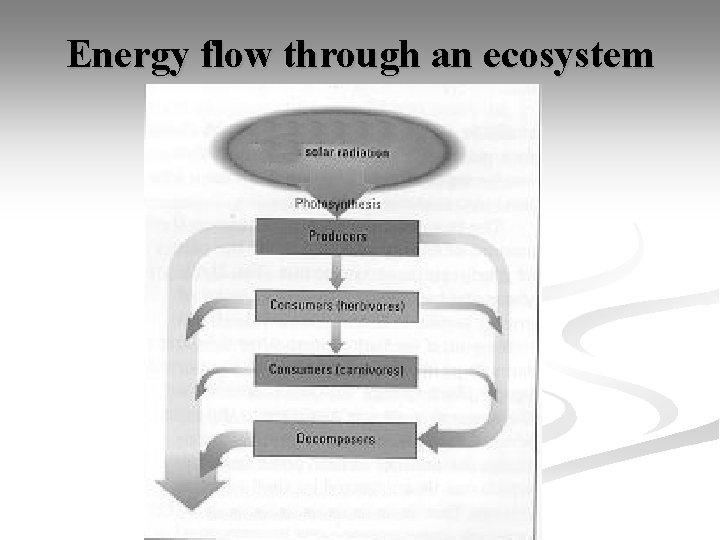 Energy flow through an ecosystem 
