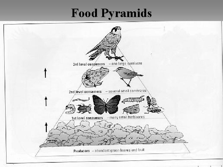 Food Pyramids 