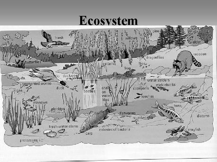 Ecosystem 