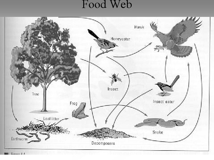 Food Web 