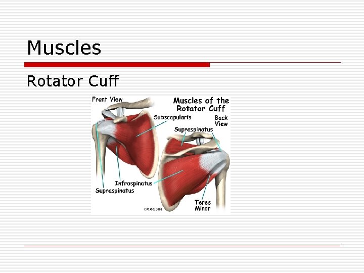 Muscles Rotator Cuff 