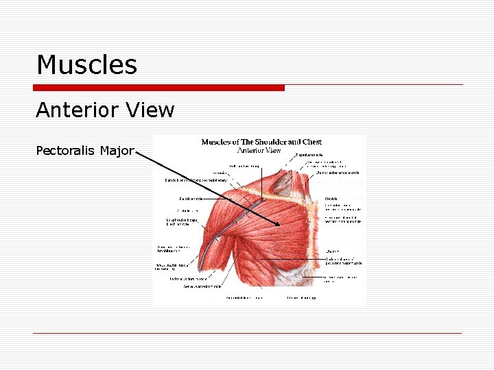 Muscles Anterior View Pectoralis Major 