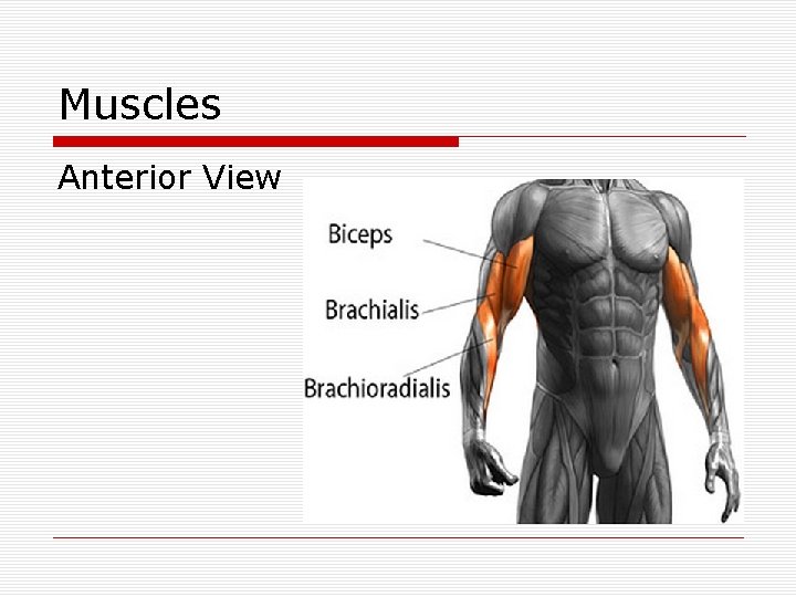 Muscles Anterior View 