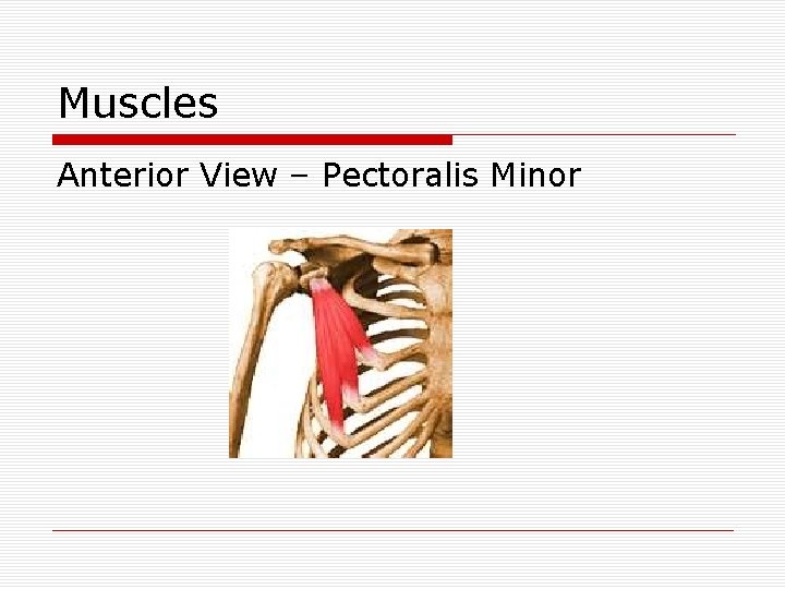 Muscles Anterior View – Pectoralis Minor 