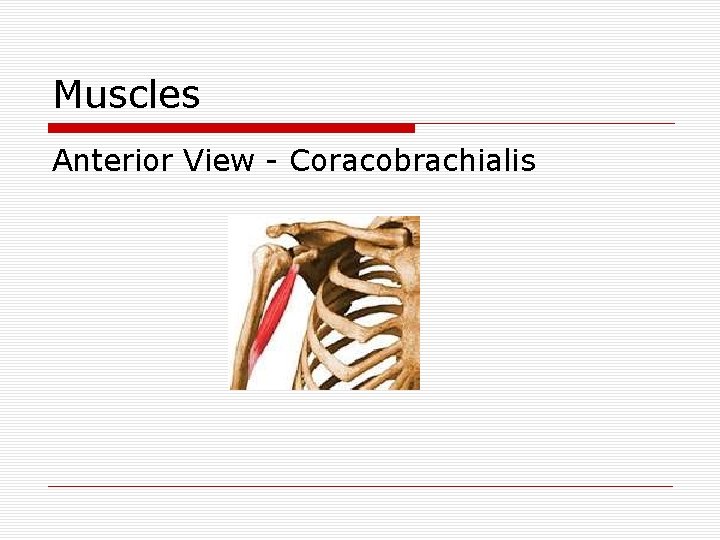 Muscles Anterior View - Coracobrachialis 