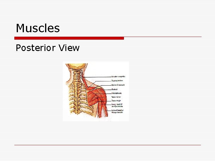 Muscles Posterior View 