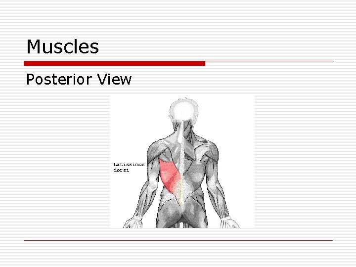 Muscles Posterior View 