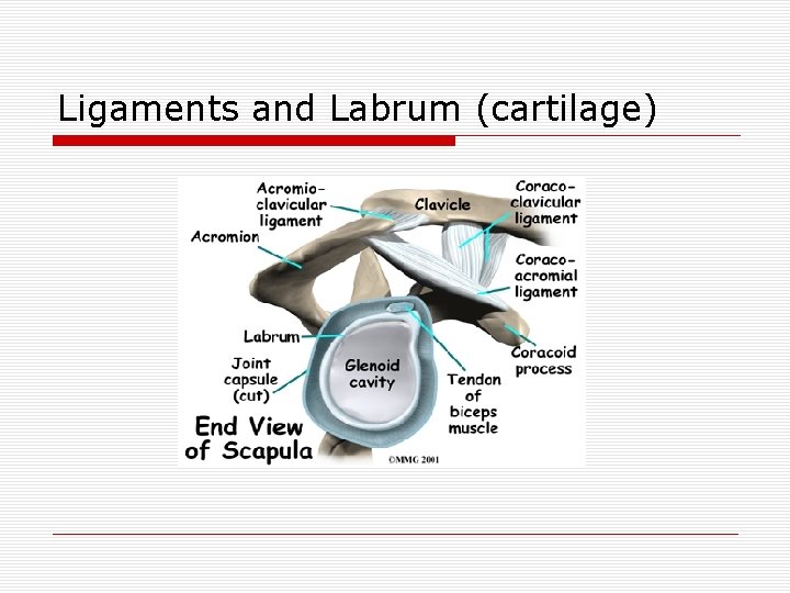 Ligaments and Labrum (cartilage) 