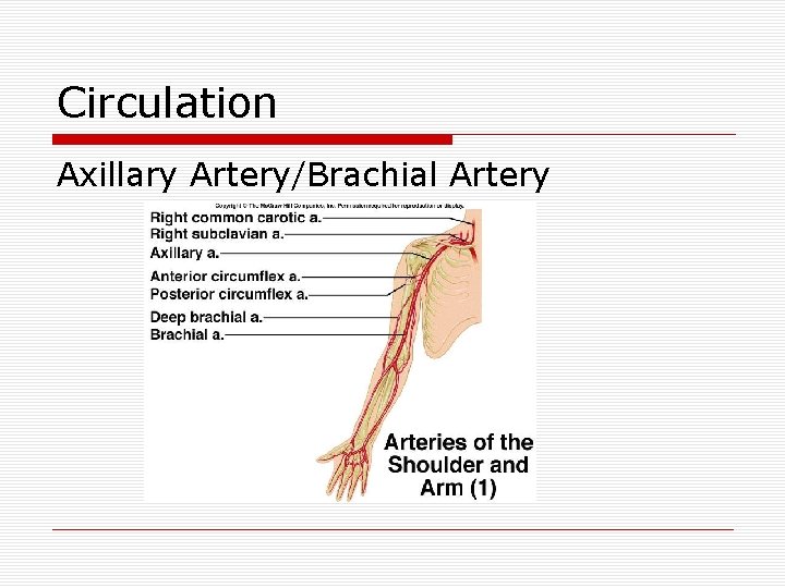 Circulation Axillary Artery/Brachial Artery 