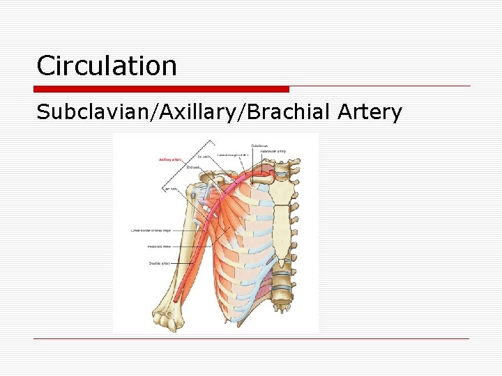 Circulation Subclavian/Axillary/Brachial Artery 