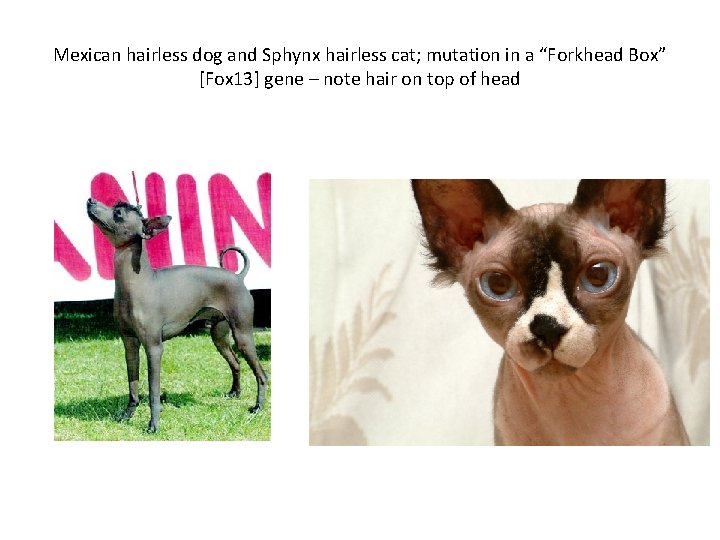 Mexican hairless dog and Sphynx hairless cat; mutation in a “Forkhead Box” [Fox 13]