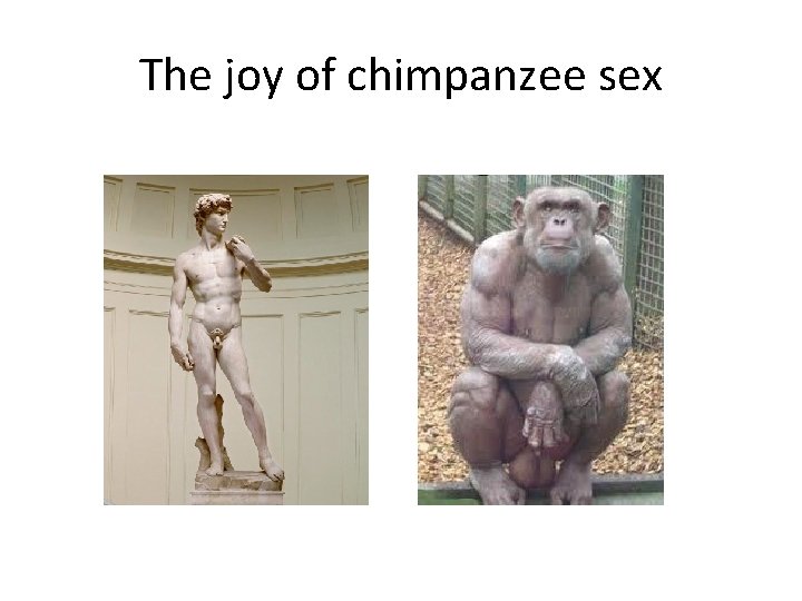 The joy of chimpanzee sex 