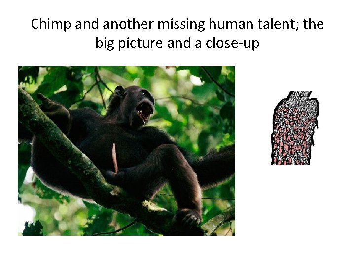 Chimp and another missing human talent; the big picture and a close-up 