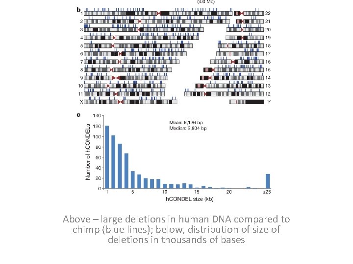 Above – large deletions in human DNA compared to chimp (blue lines); below, distribution