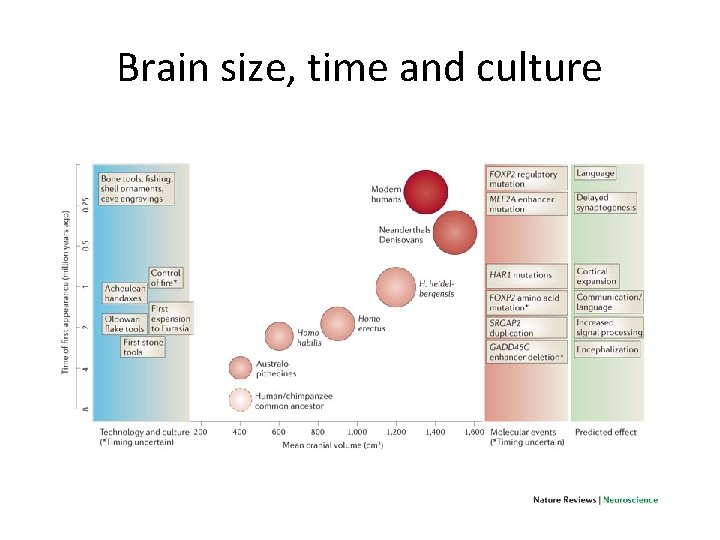 Brain size, time and culture 