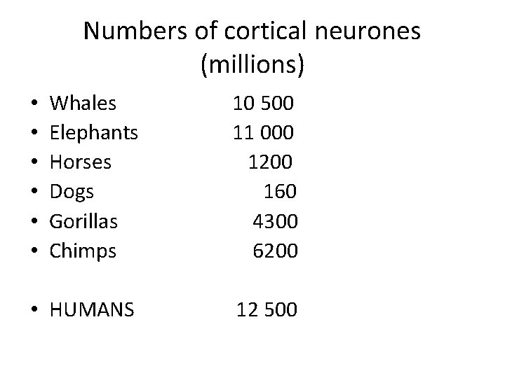 Numbers of cortical neurones (millions) Whales Elephants Horses Dogs Gorillas Chimps 10 500 11