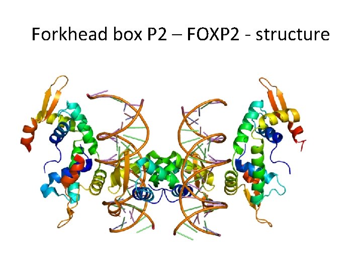 Forkhead box P 2 – FOXP 2 - structure 