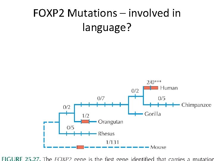 FOXP 2 Mutations – involved in language? 