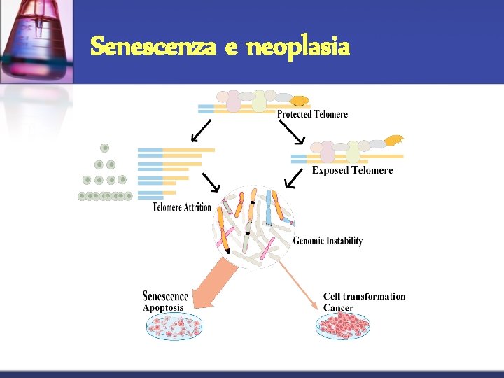 Senescenza e neoplasia Senescenza e neoplasia