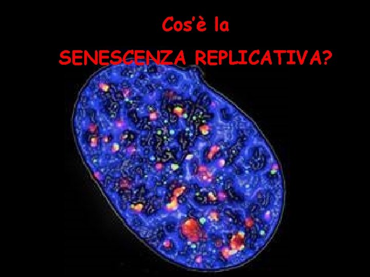 Cos’è la SENESCENZA REPLICATIVA? Cos’è la SENESCENZA REPLICATIVA?