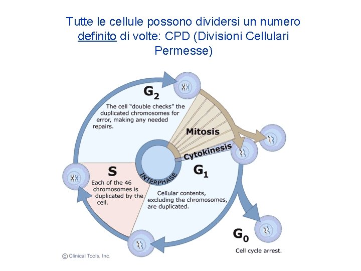Tutte le cellule possono dividersi un numero definito di volte: CPD (Divisioni Cellulari Permesse) Tutte le cellule possono dividersi un numero definito di volte: CPD (Divisioni Cellulari Permesse)