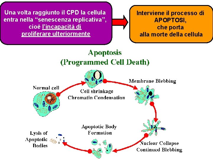 Una volta raggiunto il CPD la cellula entra nella “senescenza replicativa”, cioè l’incapacità di Una volta raggiunto il CPD la cellula entra nella “senescenza replicativa”, cioè l’incapacità di