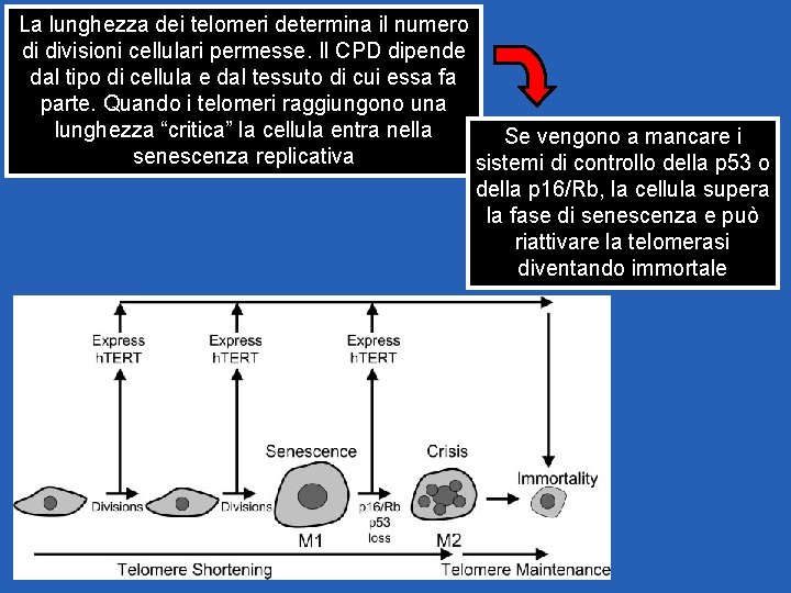La lunghezza dei telomeri determina il numero di divisioni cellulari permesse. Il CPD dipende La lunghezza dei telomeri determina il numero di divisioni cellulari permesse. Il CPD dipende