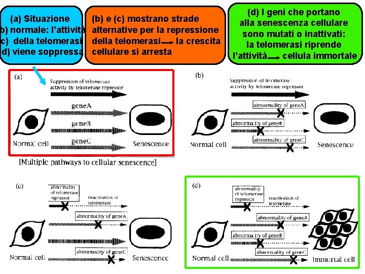 (a) Situazione b) normale: l’attività (c) della telomerasi (d) viene soppressa (b) e (c) (a) Situazione b) normale: l’attività (c) della telomerasi (d) viene soppressa (b) e (c)